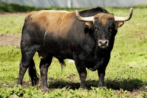 La Ribera de Campocerrado - Ganaderia Brava
