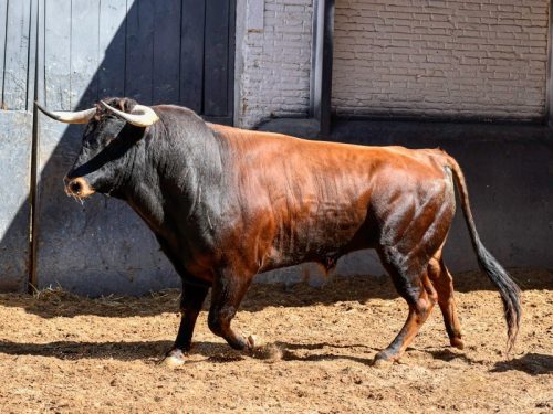 La Ribera de Campocerrado - Ganaderia Brava