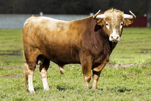 La Ribera de Campocerrado - Ganaderia Brava