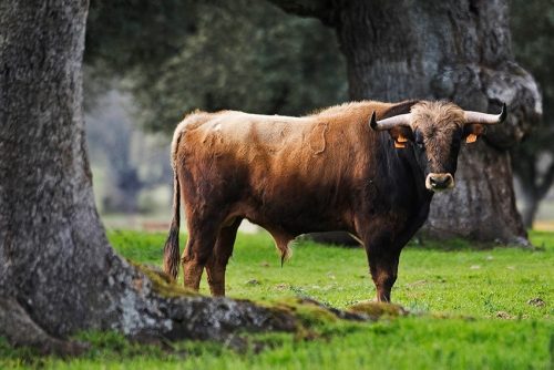 La Ribera de Campocerrado - Ganaderia Brava