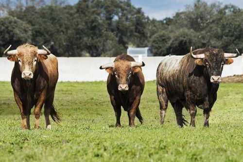 La Ribera de Campocerrado - Ganaderia Brava