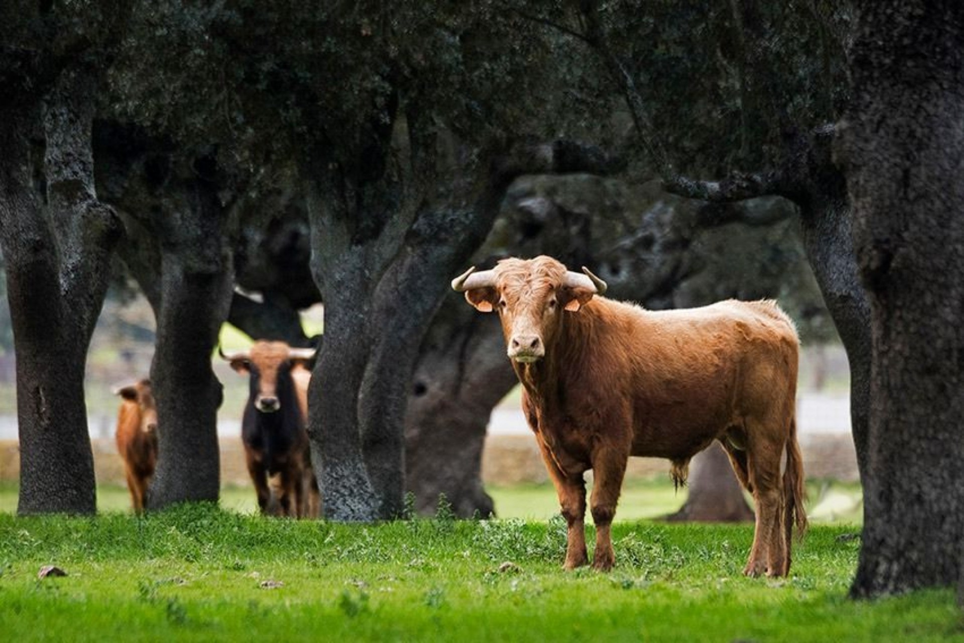 La Ribera de Campocerrado - Ganaderia Brava