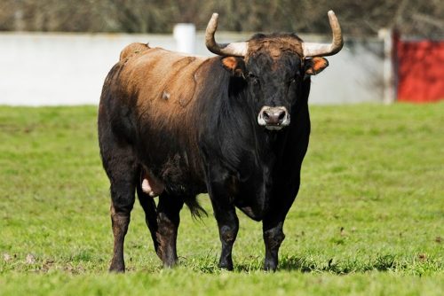 La Ribera de Campocerrado - Ganaderia Brava
