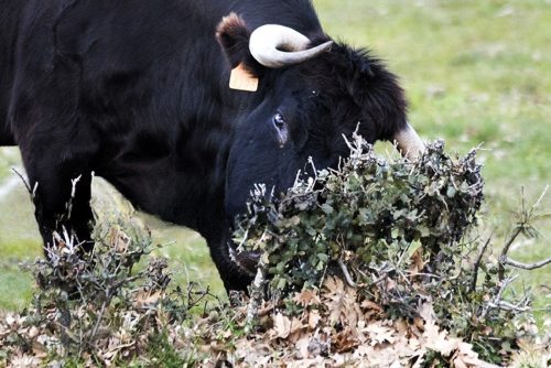La Ribera de Campocerrado - Ganaderia Brava
