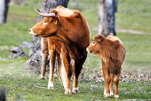La Ribera de Campocerrado - Ganaderia Brava