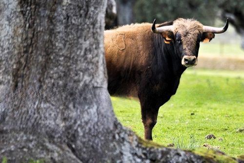 La Ribera de Campocerrado - Ganaderia Brava