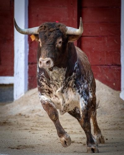 La Ribera de Campocerrado - Ganaderia Brava