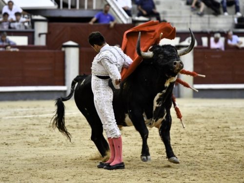 La Ribera de Campocerrado - Ganaderia Brava
