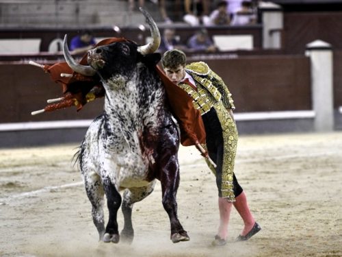 La Ribera de Campocerrado - Ganaderia Brava