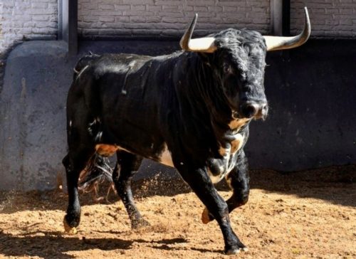 La Ribera de Campocerrado - Ganaderia Brava