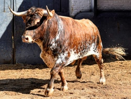 La Ribera de Campocerrado - Ganaderia Brava