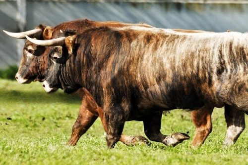 La Ribera de Campocerrado - Ganaderia Brava