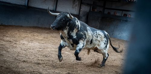La Ribera de Campocerrado - Ganaderia Brava