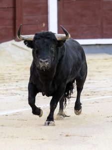 La Ribera de Campocerrado - Ganaderia Brava