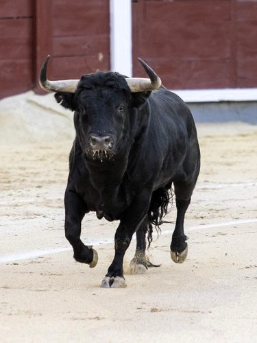 La Ribera de Campocerrado - Ganaderia Brava
