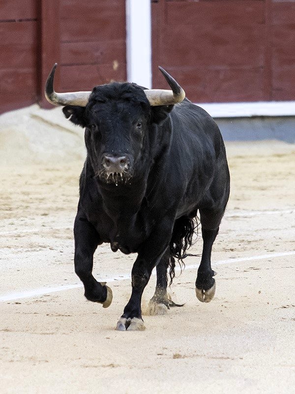 La Ribera de Campocerrado - Ganaderia Brava