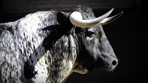La Ribera de Campocerrado - Ganaderia Brava