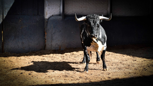 La Ribera de Campocerrado - Ganaderia Brava