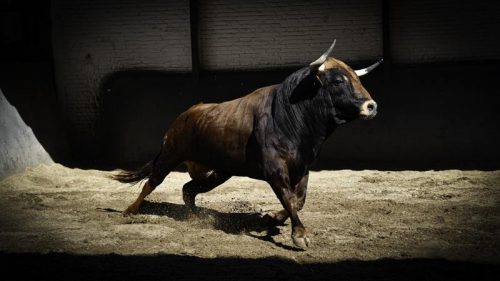 La Ribera de Campocerrado - Ganaderia Brava