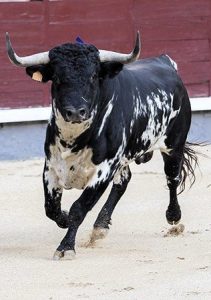 La Ribera de Campocerrado - Ganaderia Brava
