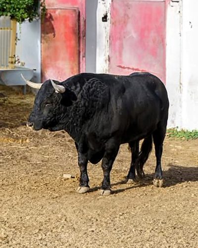 La Ribera de Campocerrado - Ganaderia Brava