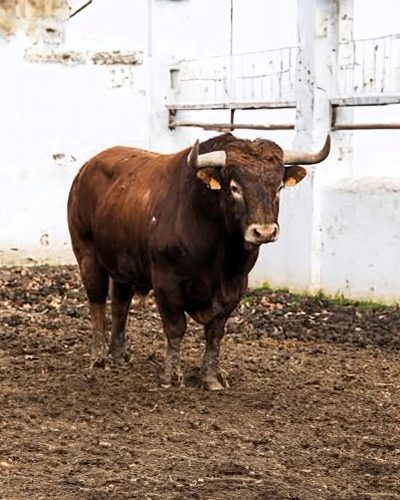 La Ribera de Campocerrado - Ganaderia Brava