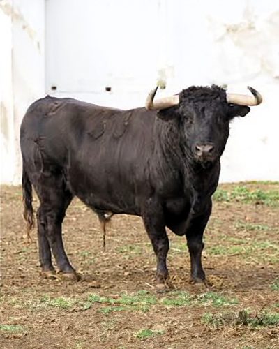 La Ribera de Campocerrado - Ganaderia Brava