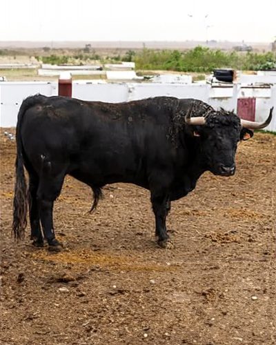 La Ribera de Campocerrado - Ganaderia Brava