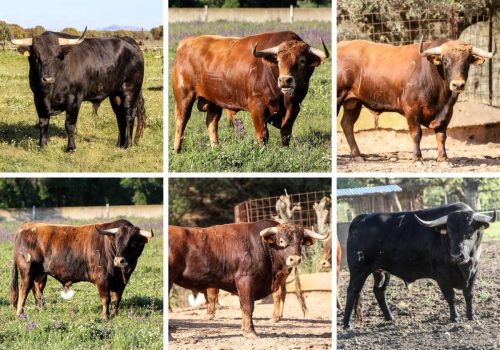 La Ribera de Campocerrado - Ganaderia Brava