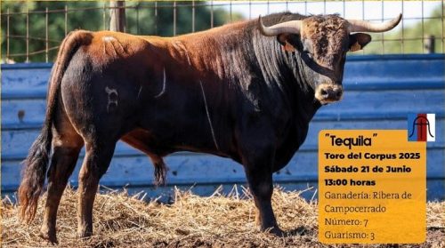 La Ribera de Campocerrado - Ganaderia Brava
