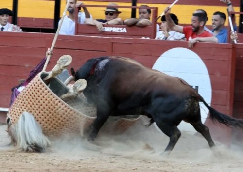La Ribera de Campocerrado - Ganaderia Brava