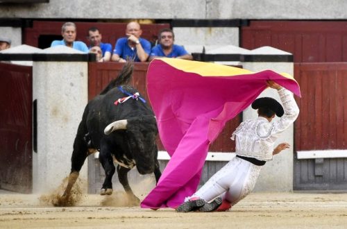 La Ribera de Campocerrado - Ganaderia Brava
